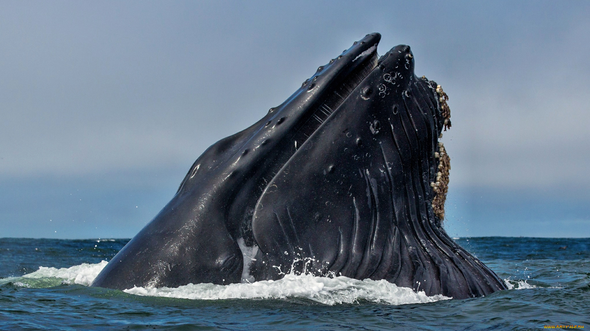 животные, киты, кашалоты, голова, кит, океан