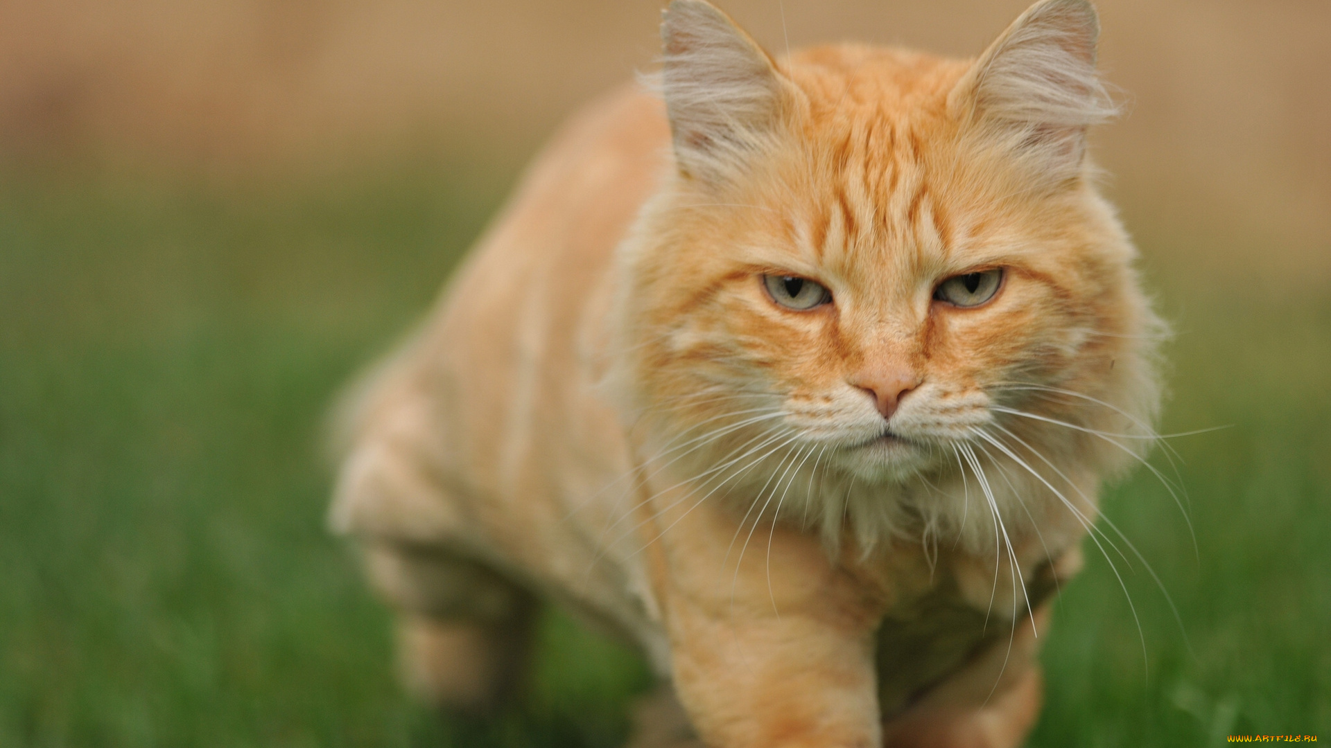 животные, коты, боке, крадётся, рыжий, кот