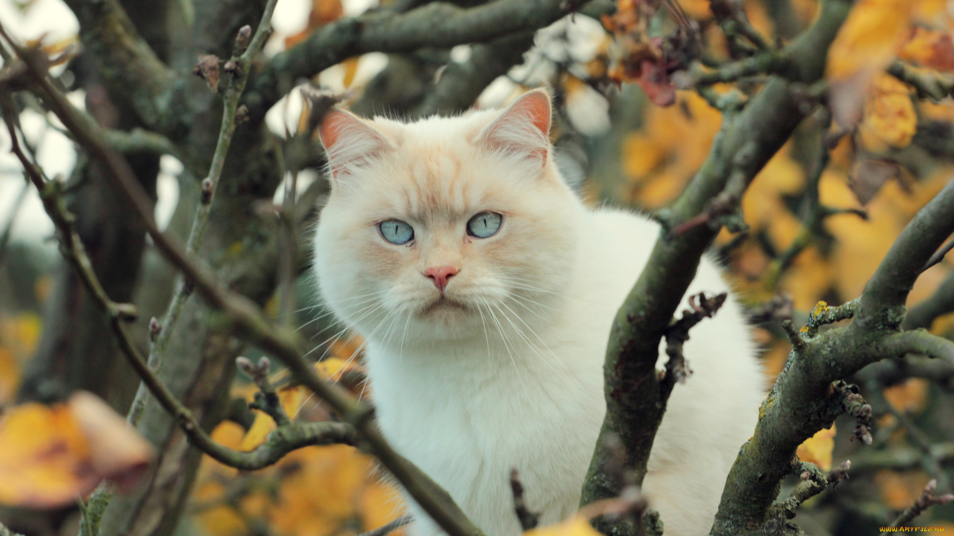 животные, коты, ветки, дерево