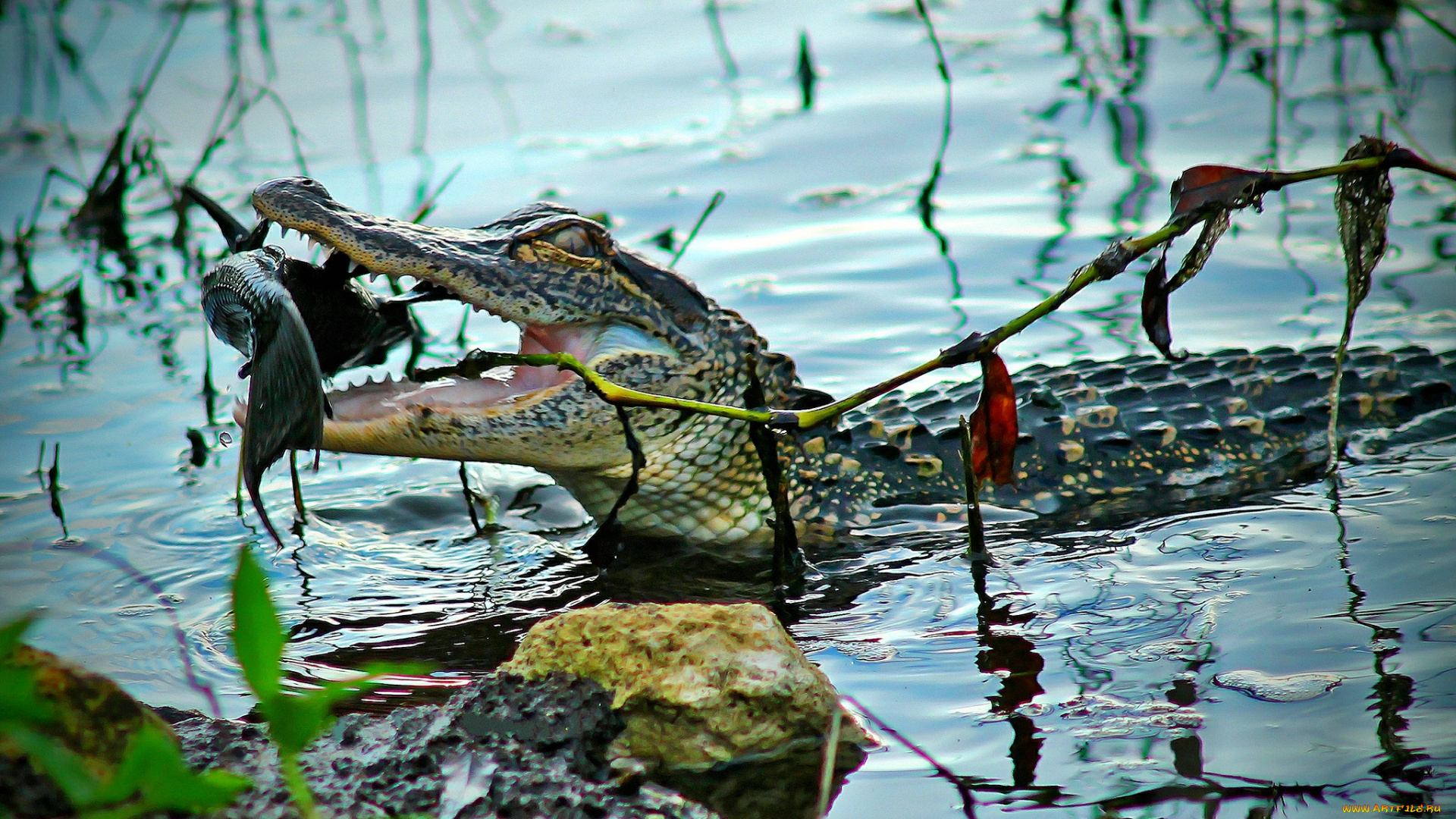 животные, крокодилы, крокодил, добыча, водоем, рыба, челюсти