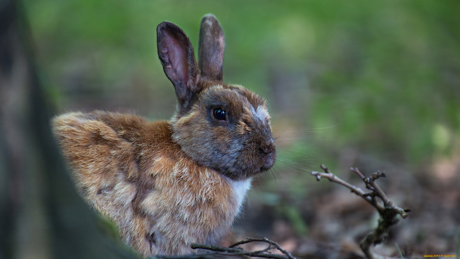 животные, кролики, зайцы, кролик