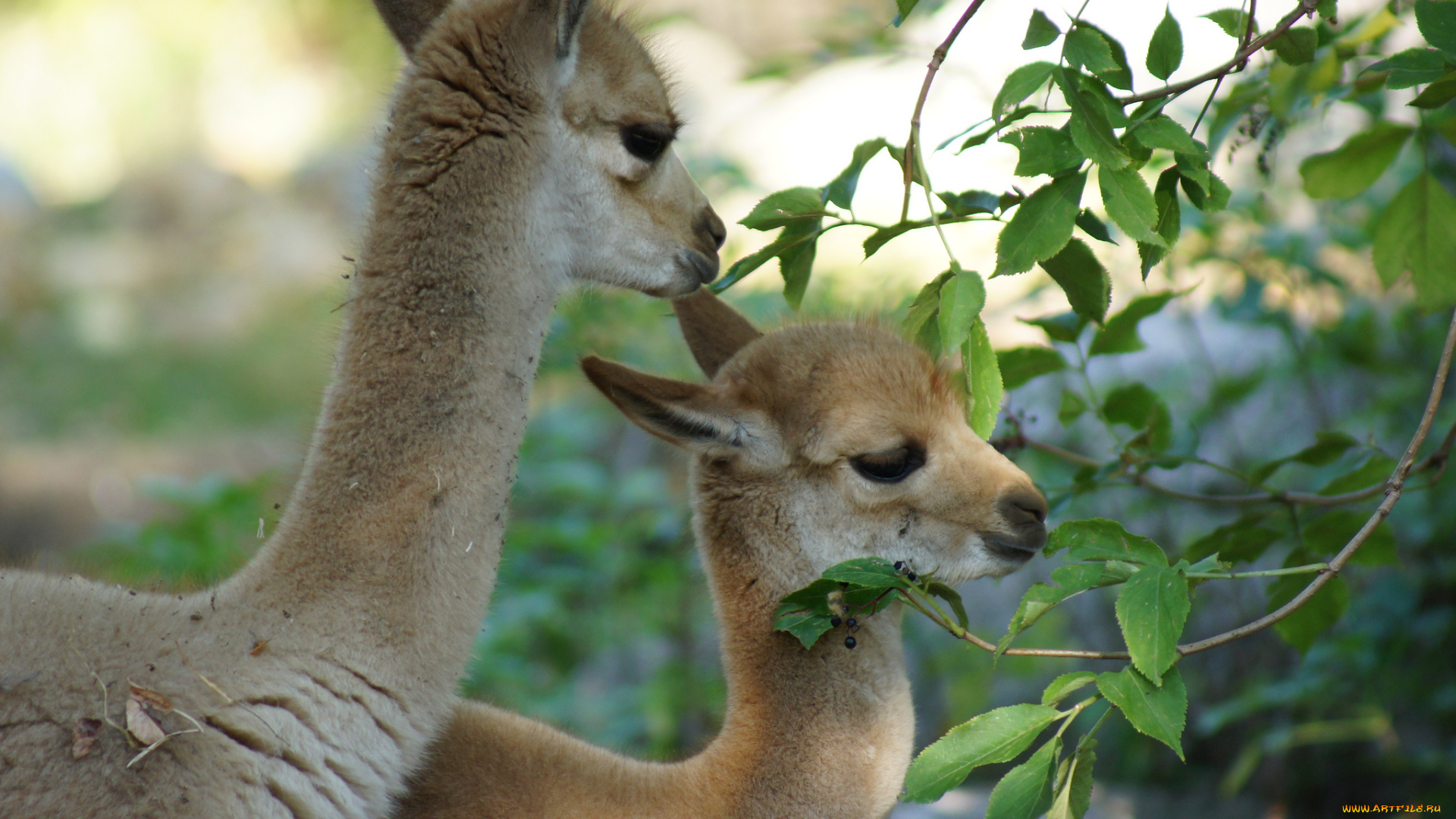 животные, ламы, куст, листья