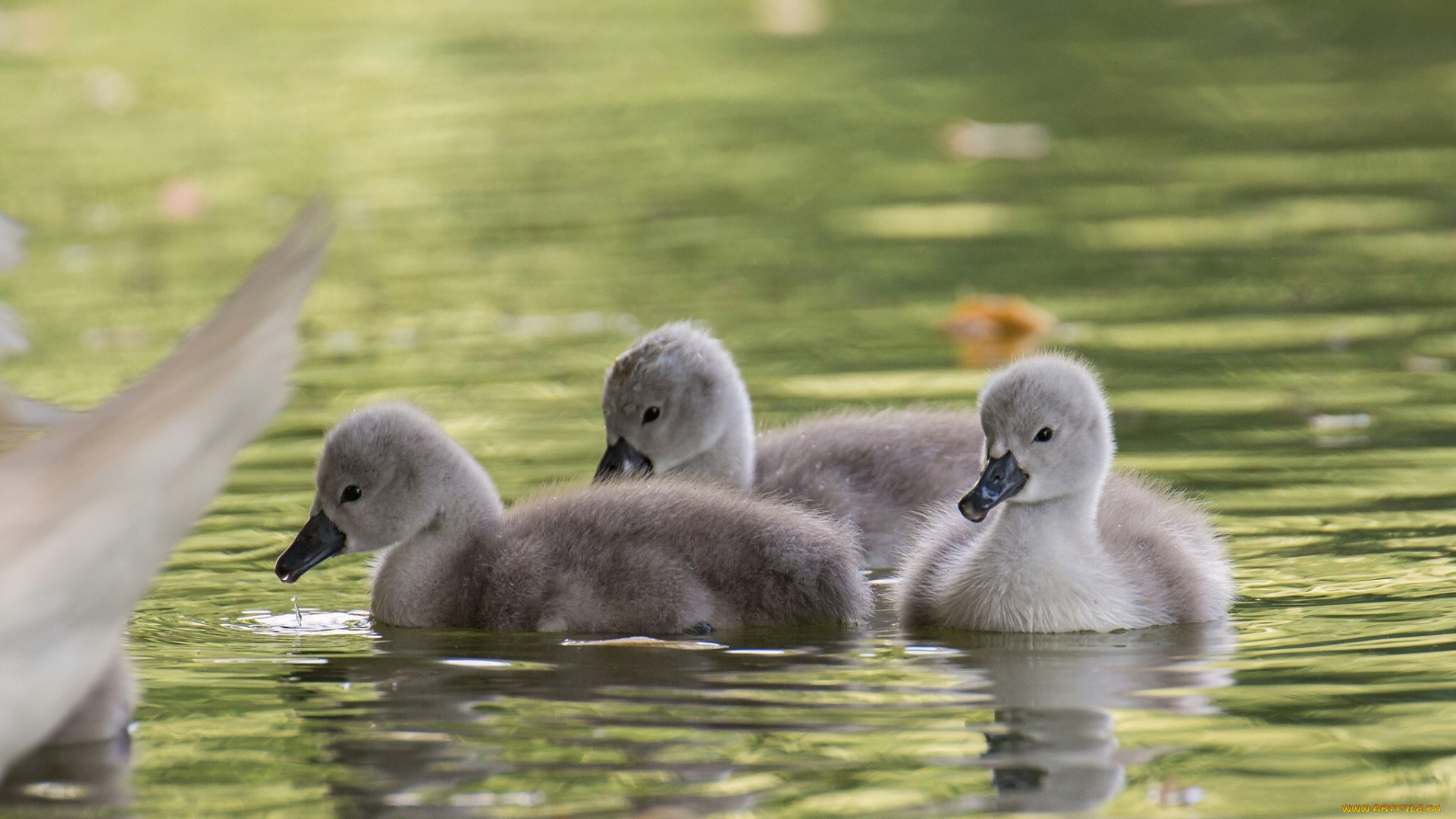 животные, лебеди, птенцы, вода