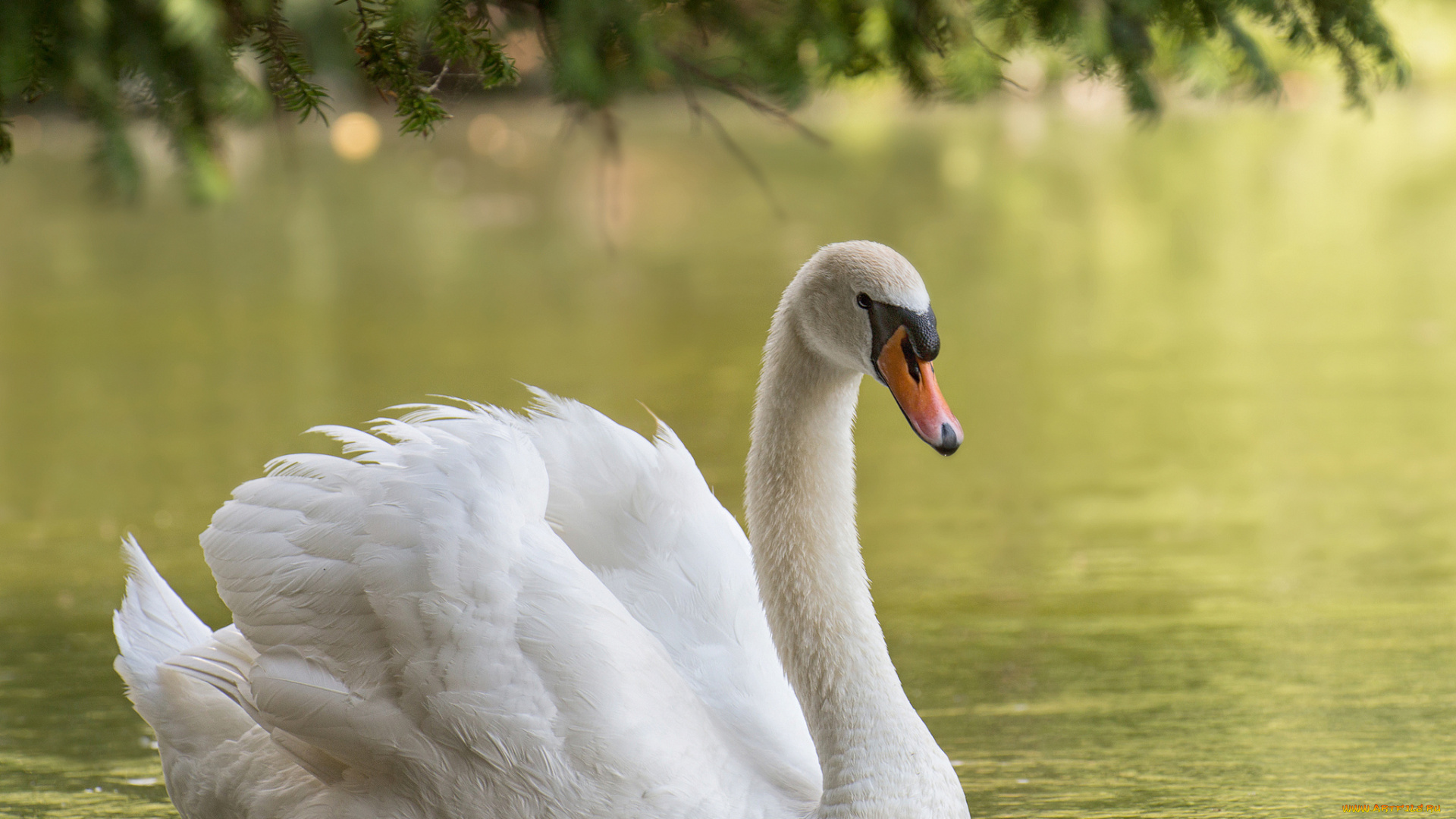животные, лебеди, вода