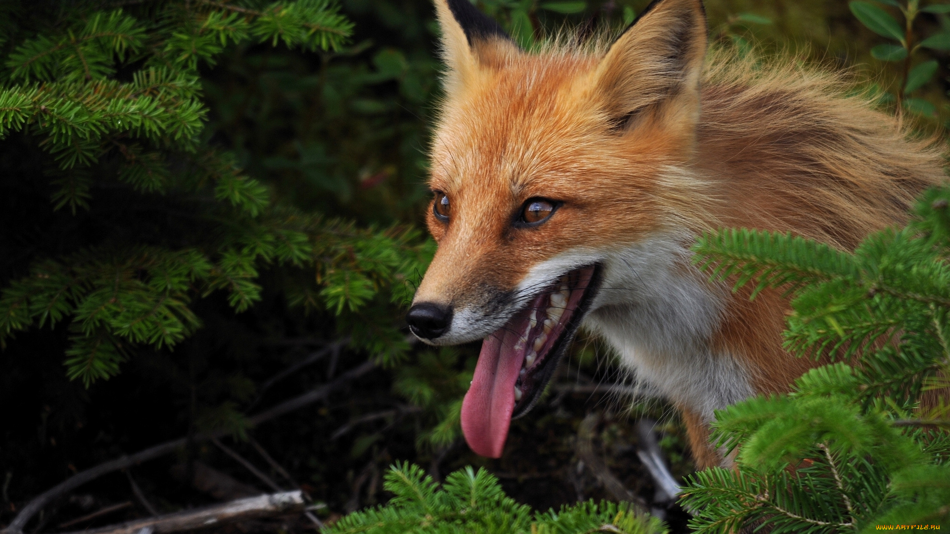 животные, лисы, рыжая, язык