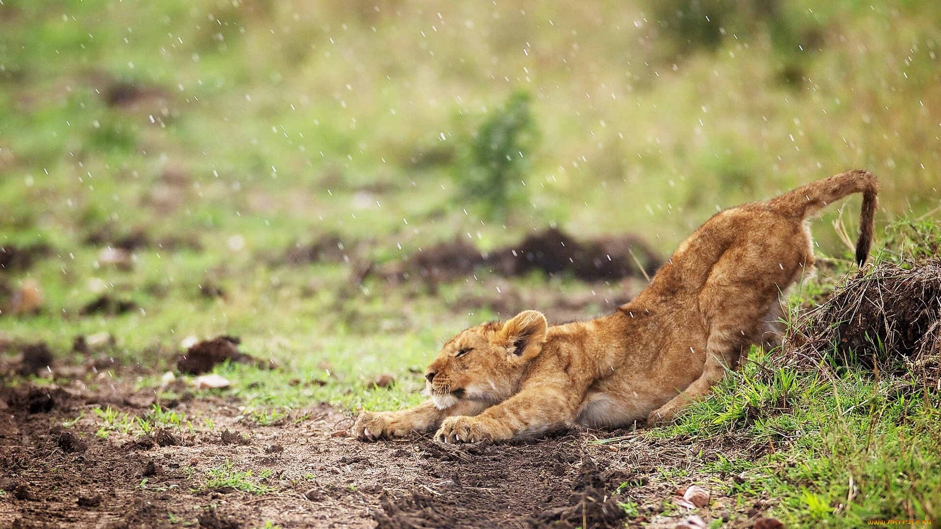 животные, львы, львёнок, дождь, потягушки, детёныш