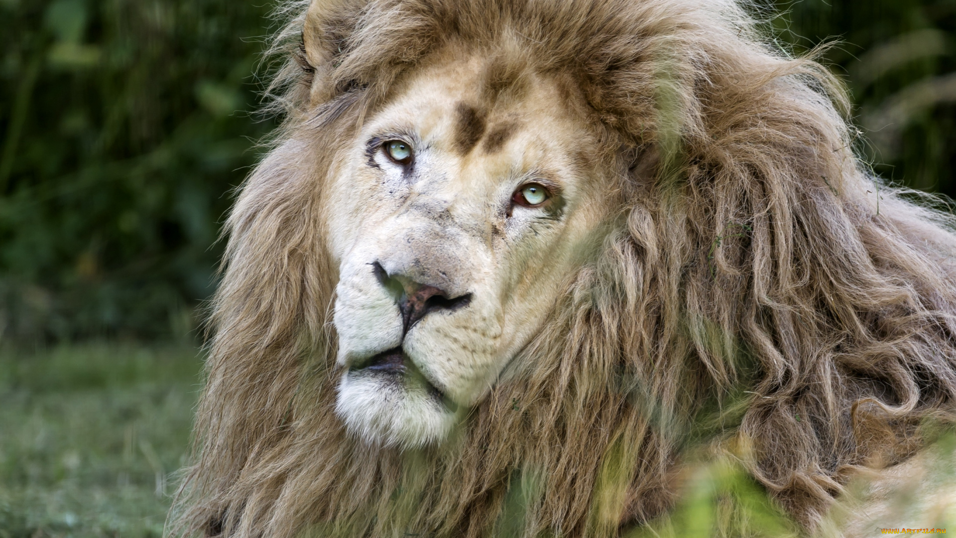 животные, львы, портрет