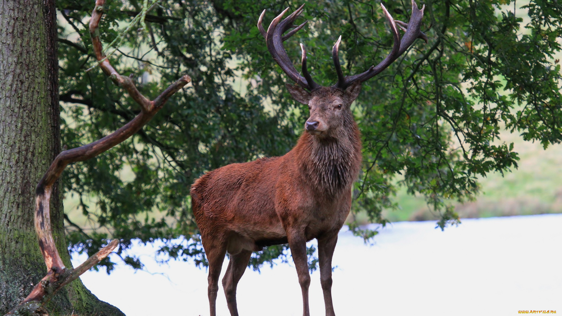 животные, олени, олень, дерево, поляна, рога