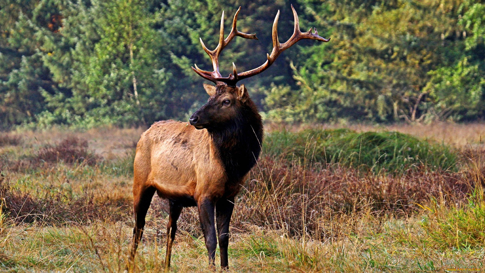 животные, олени, рога, олень, трава, поляна
