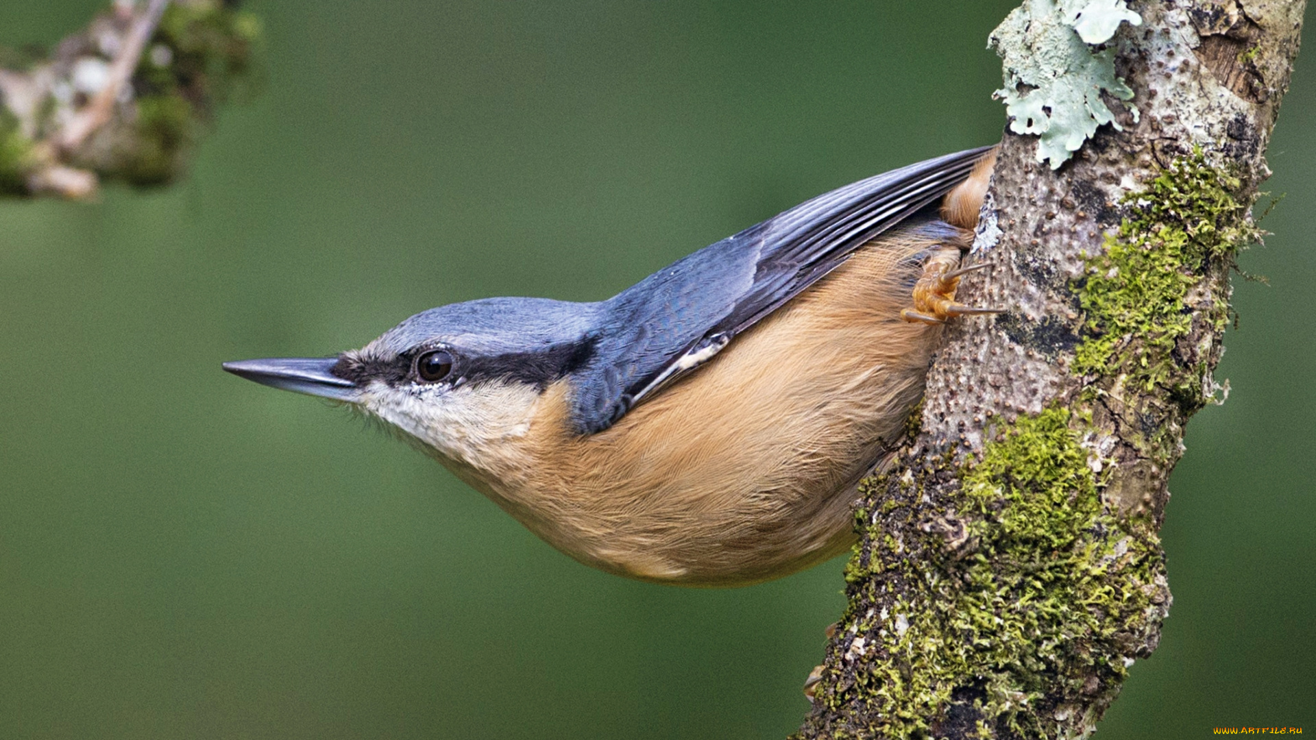 животные, поползни, ошейник, кот, поползень, дерево, брелок