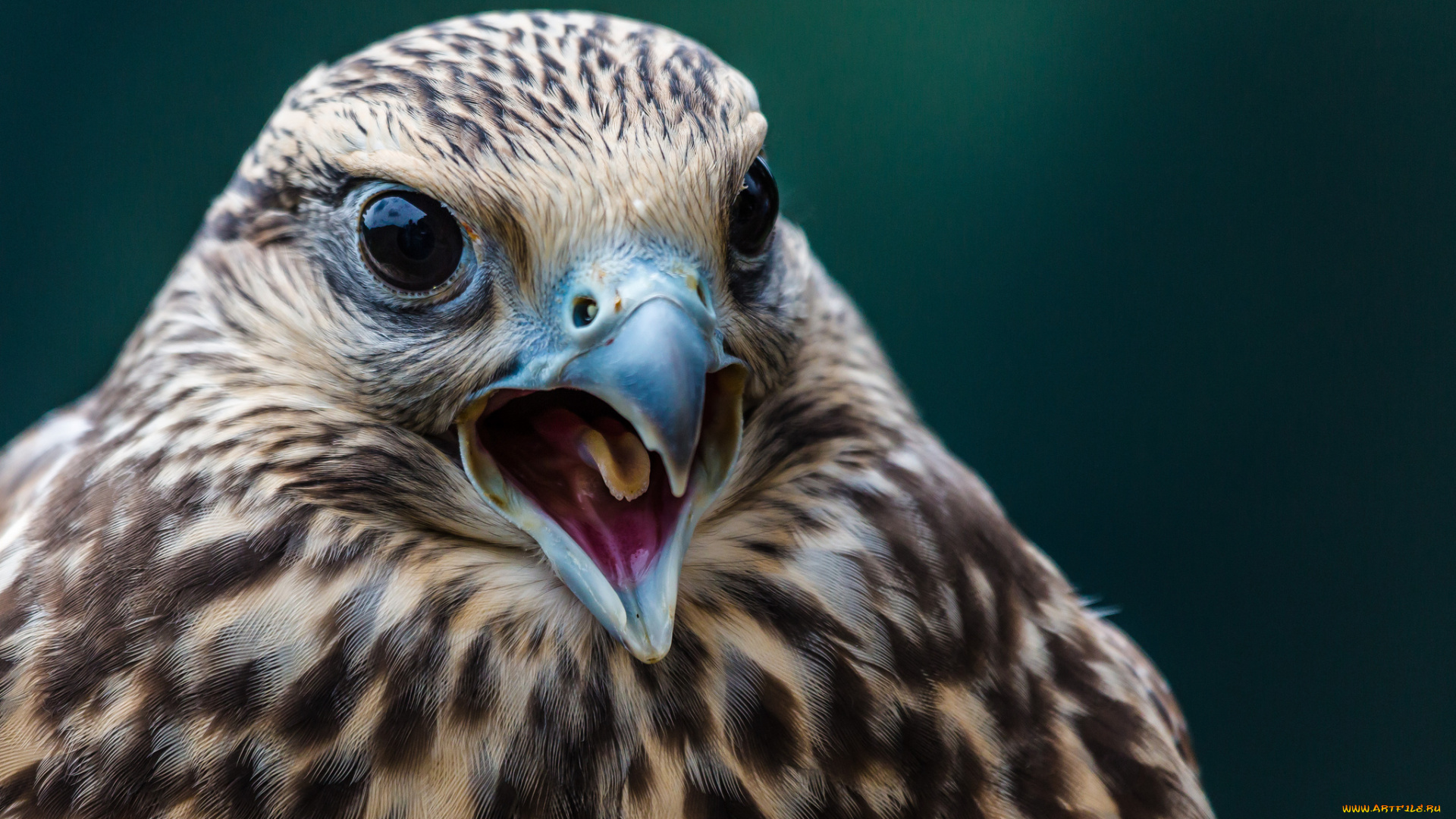 животные, птицы, хищники, клюв, хищная, птица