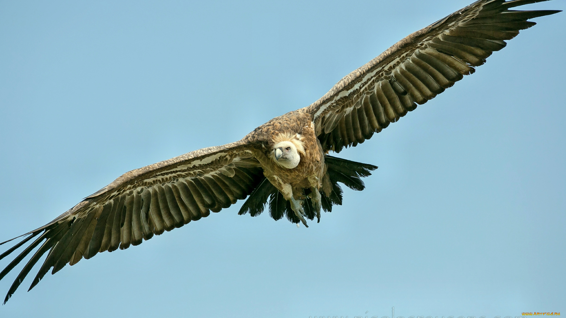животные, птицы, хищники, крылья, парение, гриф, размах