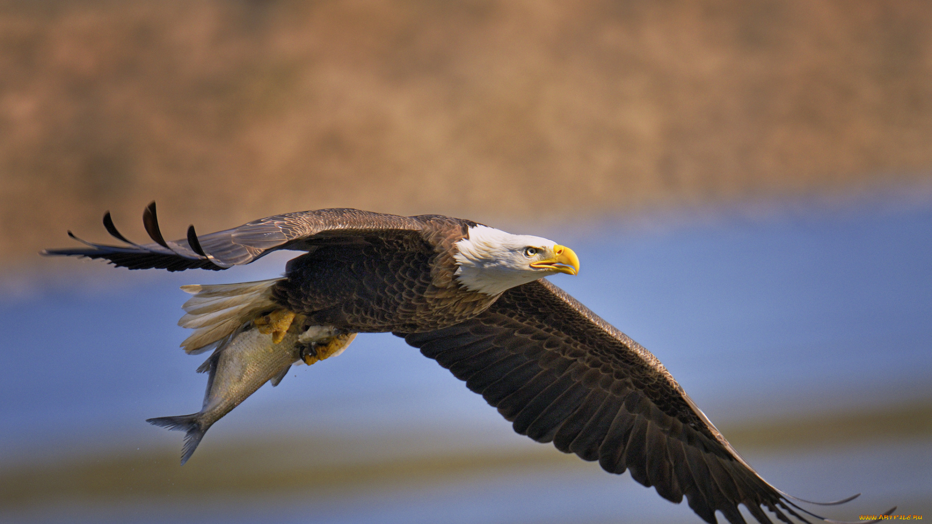 животные, птицы, хищники, рыба, белоголовый, орлан, добыча, улов, крылья, полёт