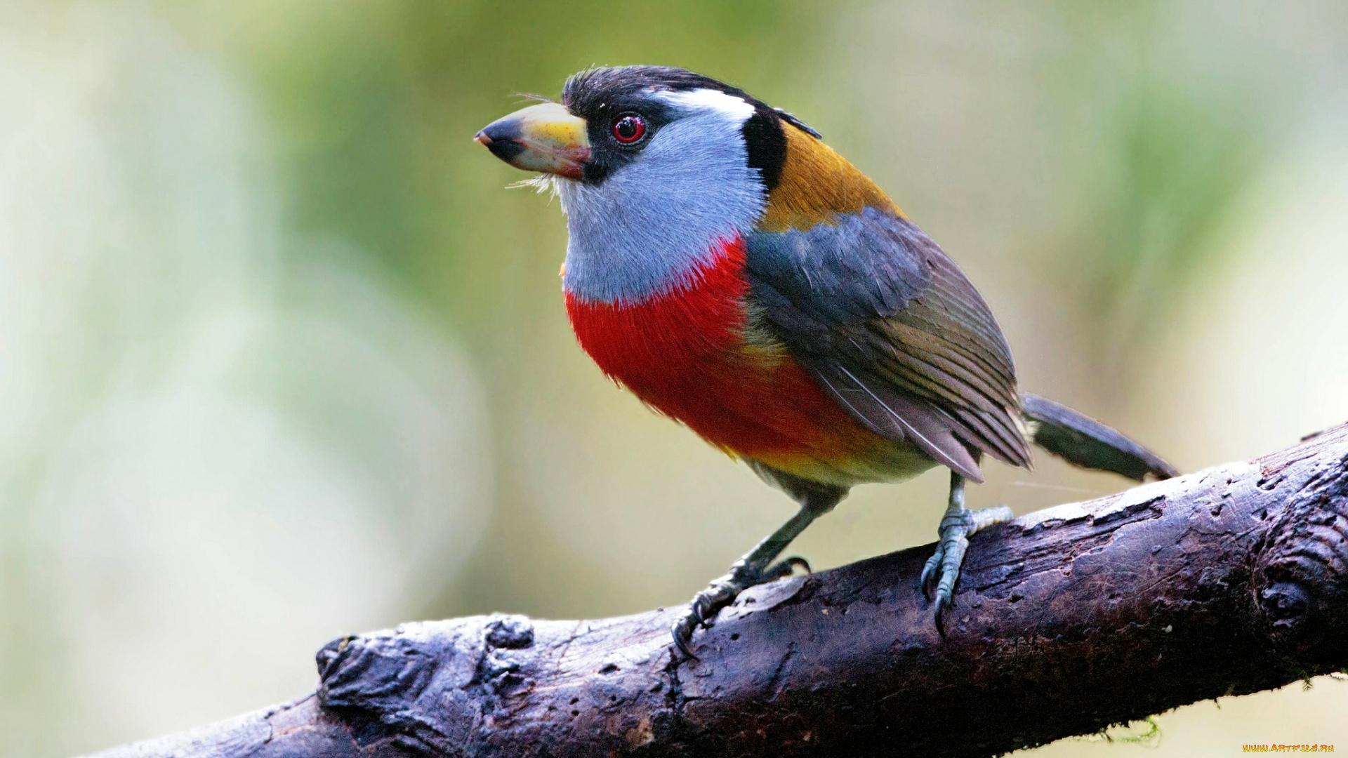 животные, птицы, клюв, птица, ветка