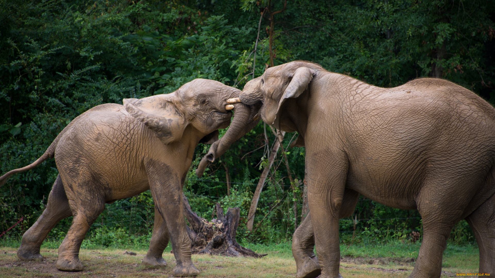 животные, слоны, борьба