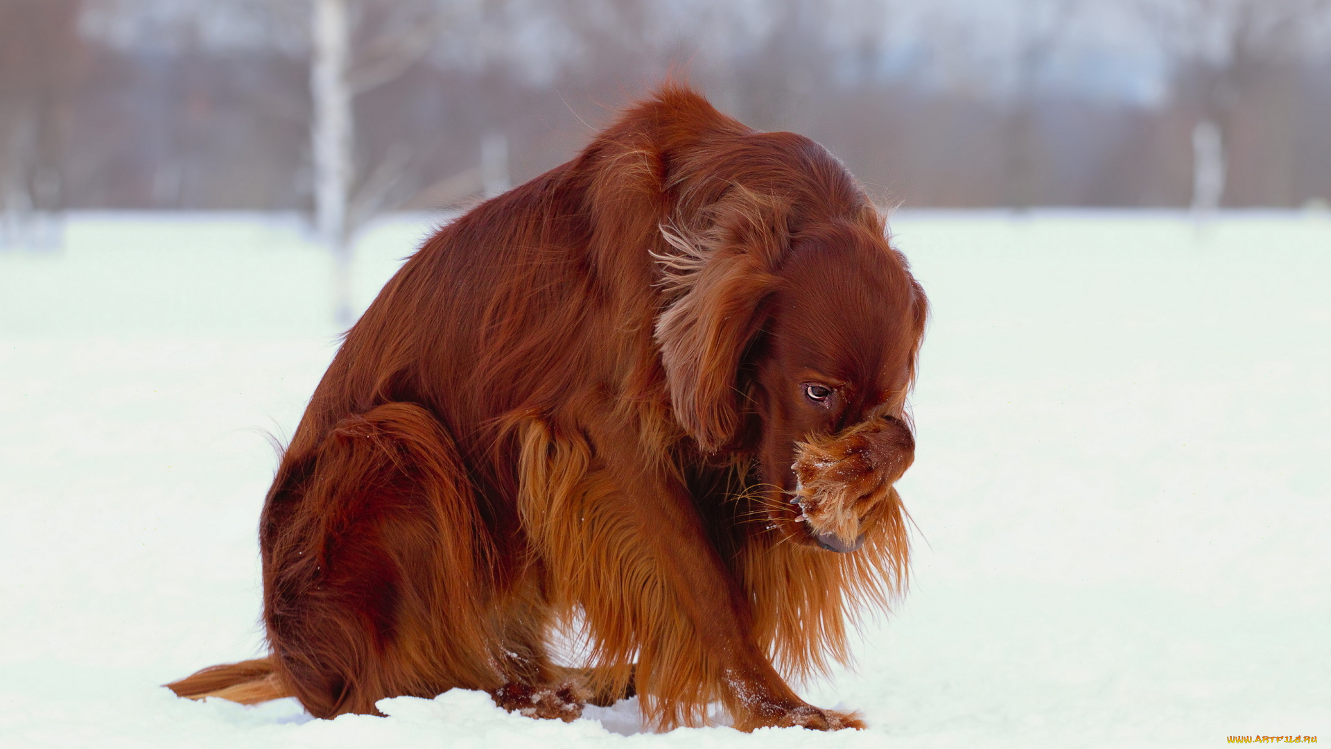 животные, собаки, снег, зима