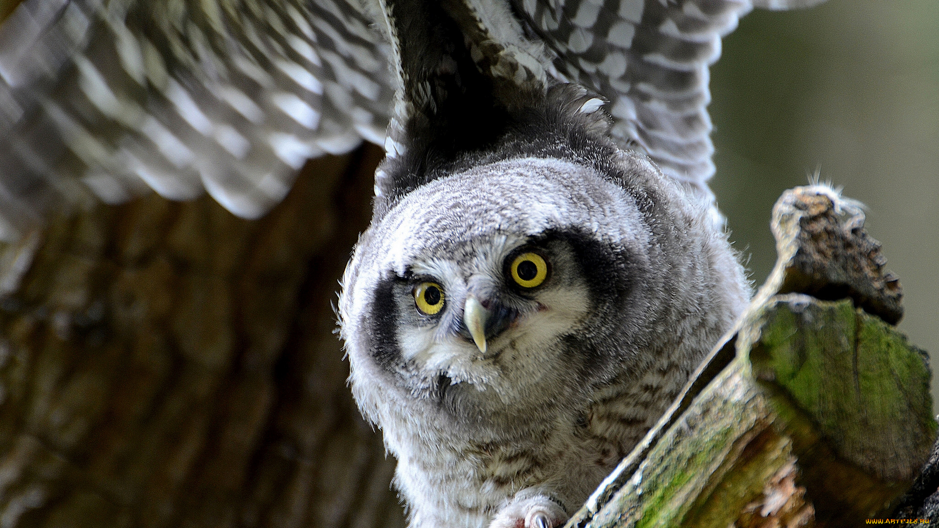 животные, совы, Ястребиная, сова, крылья