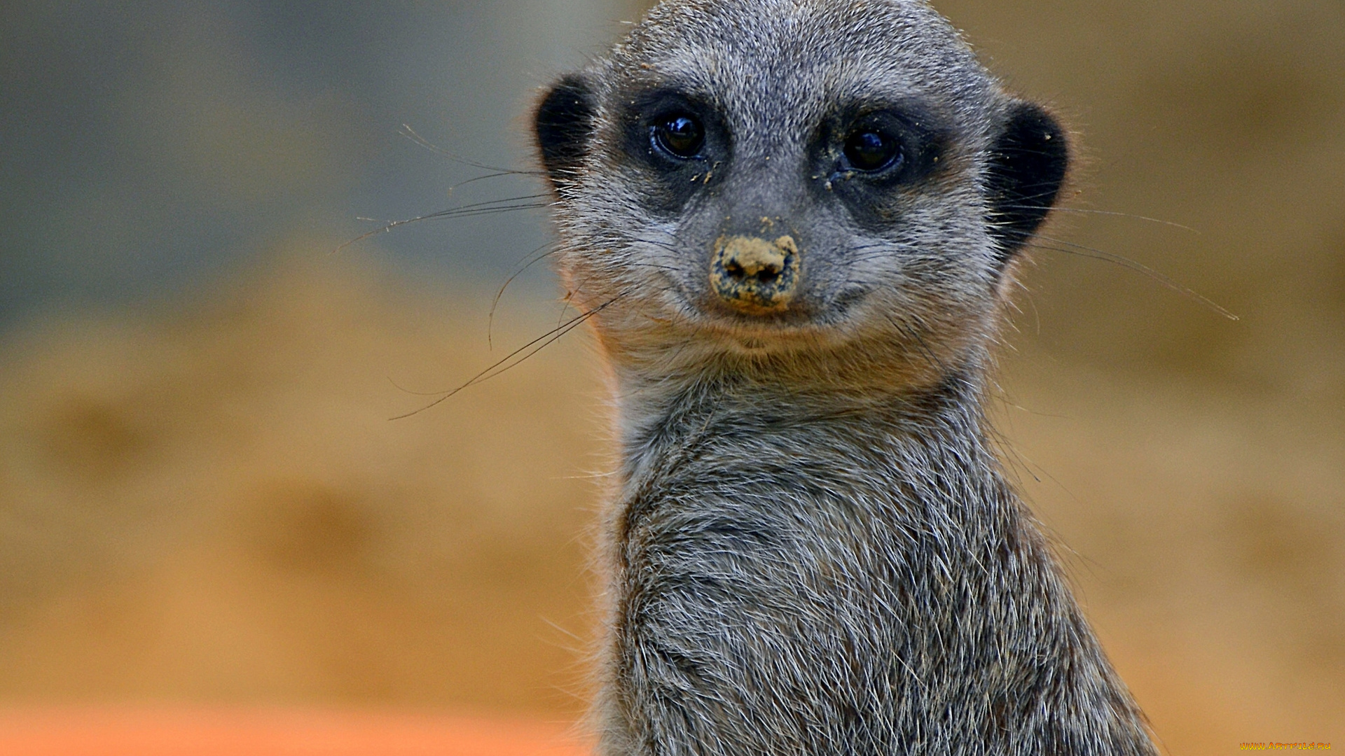 животные, сурикаты, портрет, взгляд, зверёк