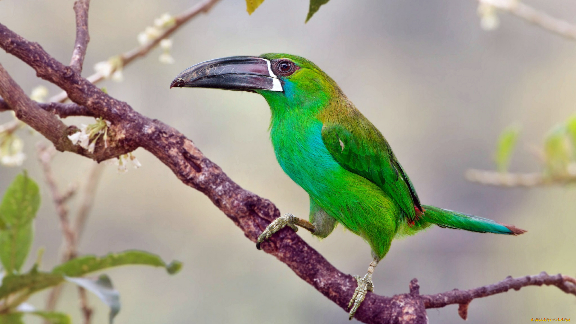 животные, туканы, птица, клюв, ветка, голуболицый, туканет