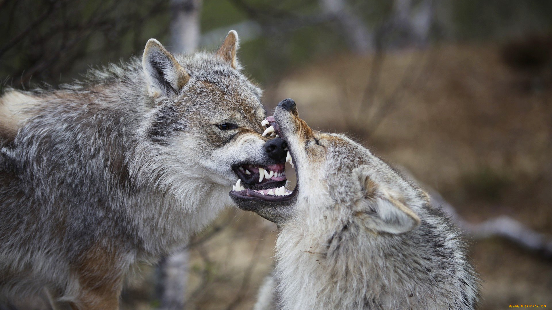животные, волки, клыки