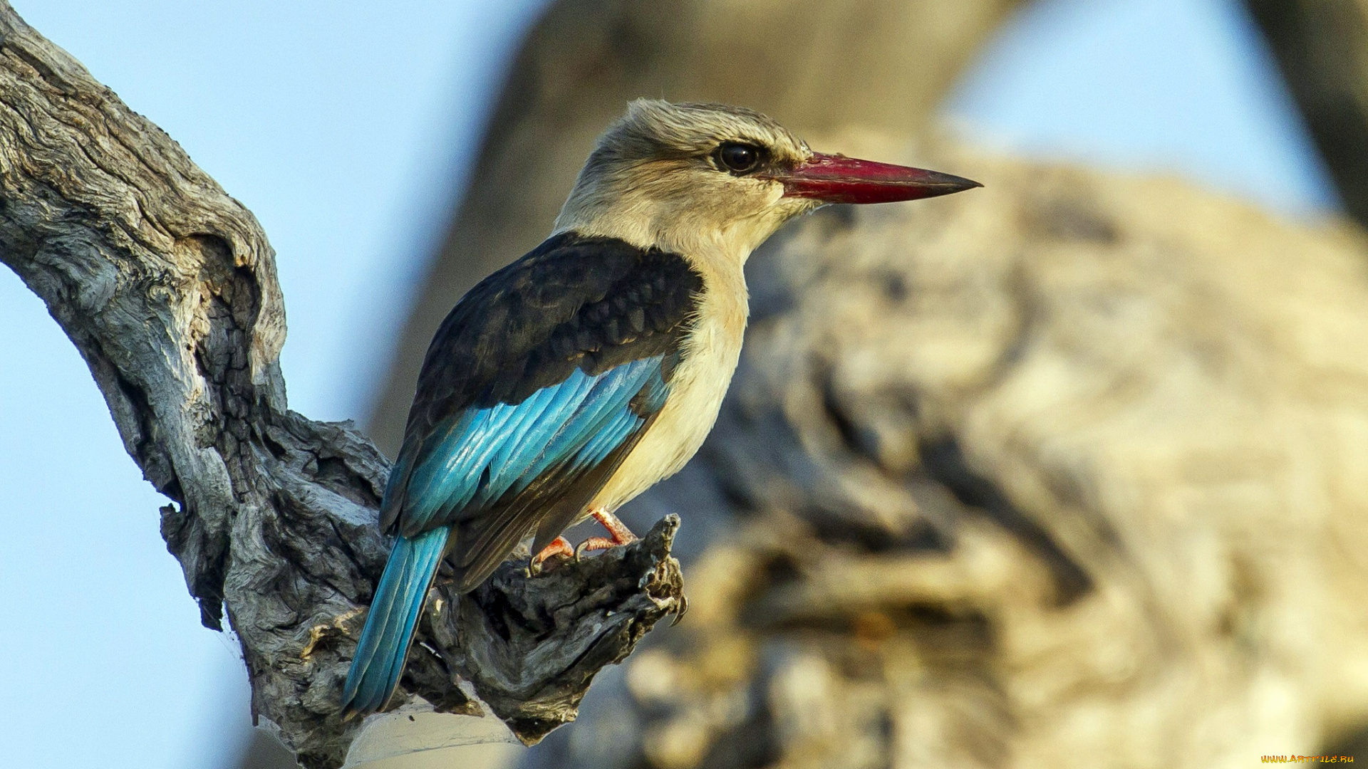 животные, зимородки, ветка, дерево, зимородок