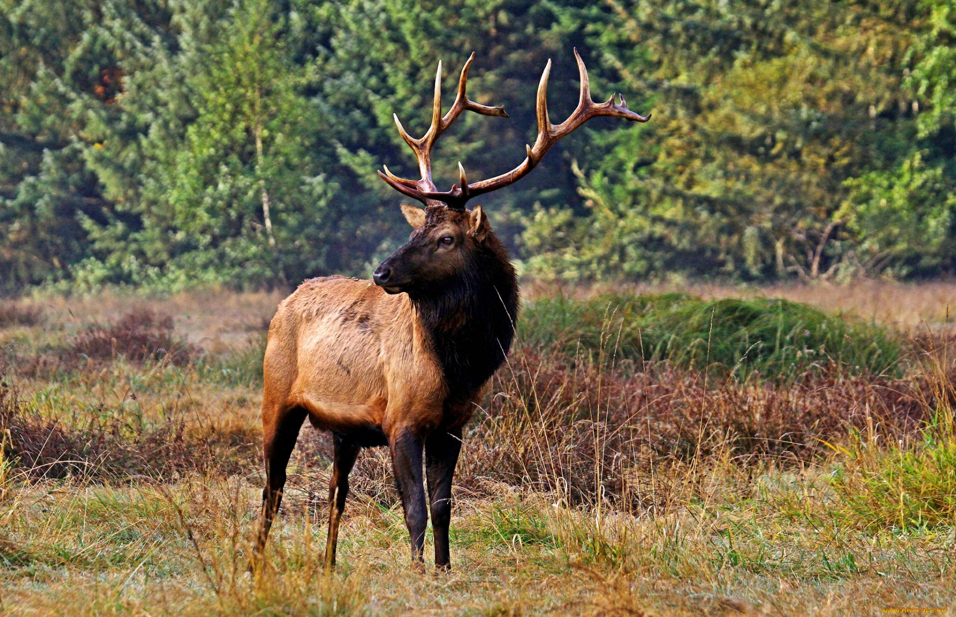 животные, олени, рога, олень, трава, поляна