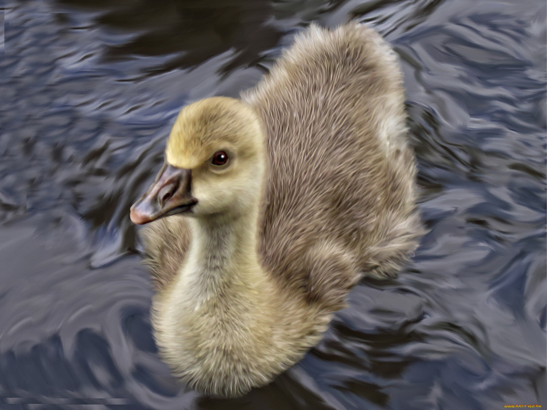 рисованные, животные, птицы, гуси, вода, птенец, гусёнок