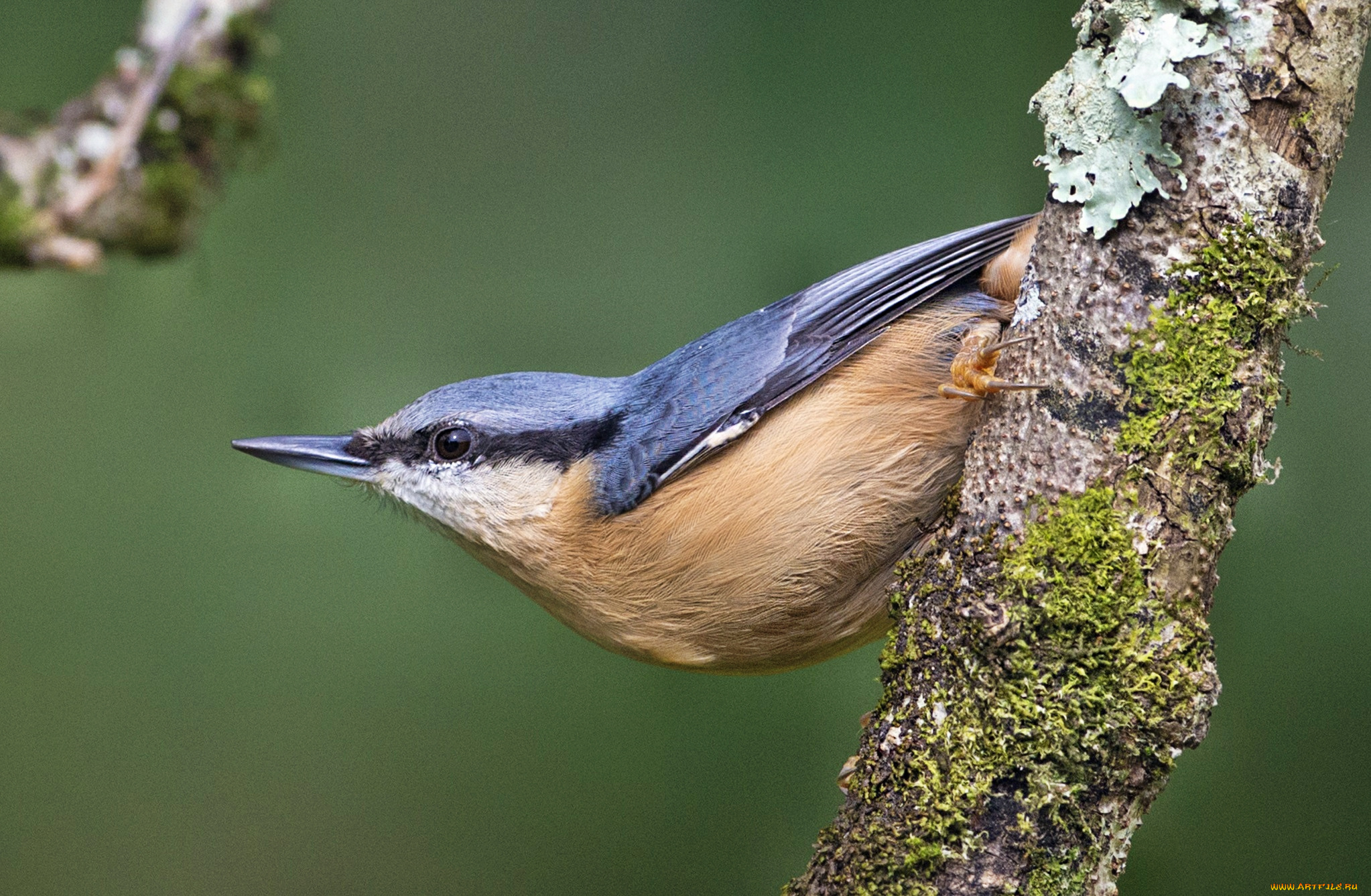 животные, поползни, ошейник, кот, поползень, дерево, брелок
