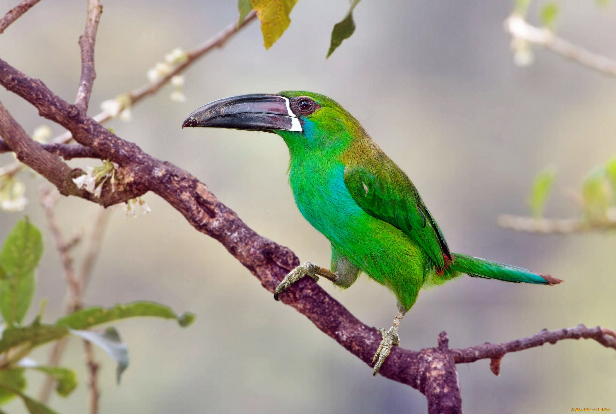 животные, туканы, птица, клюв, ветка, голуболицый, туканет