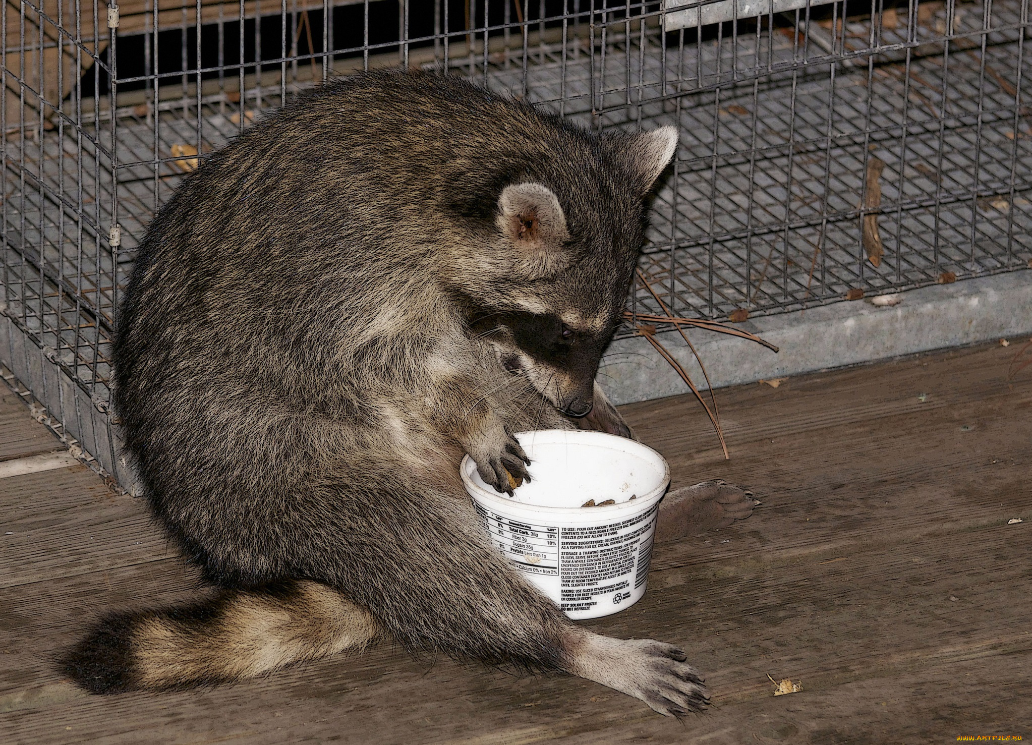 животные, еноты, енот, завтрак, кленка