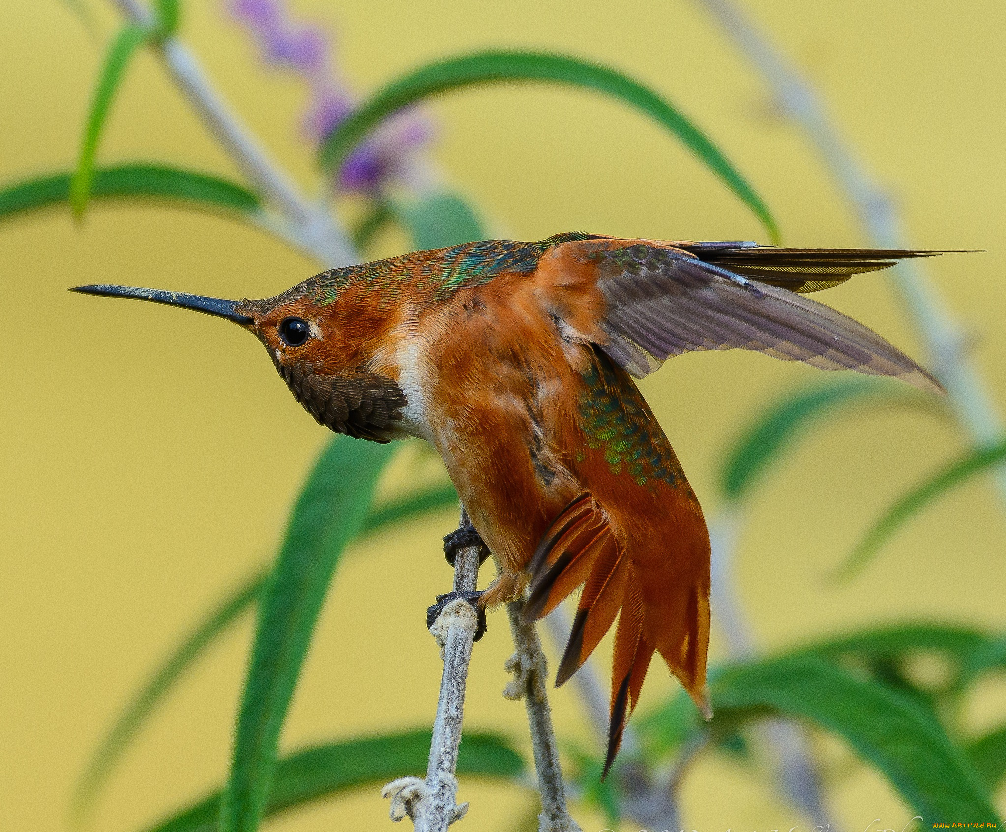 животные, колибри, птичка, травинка, оперение