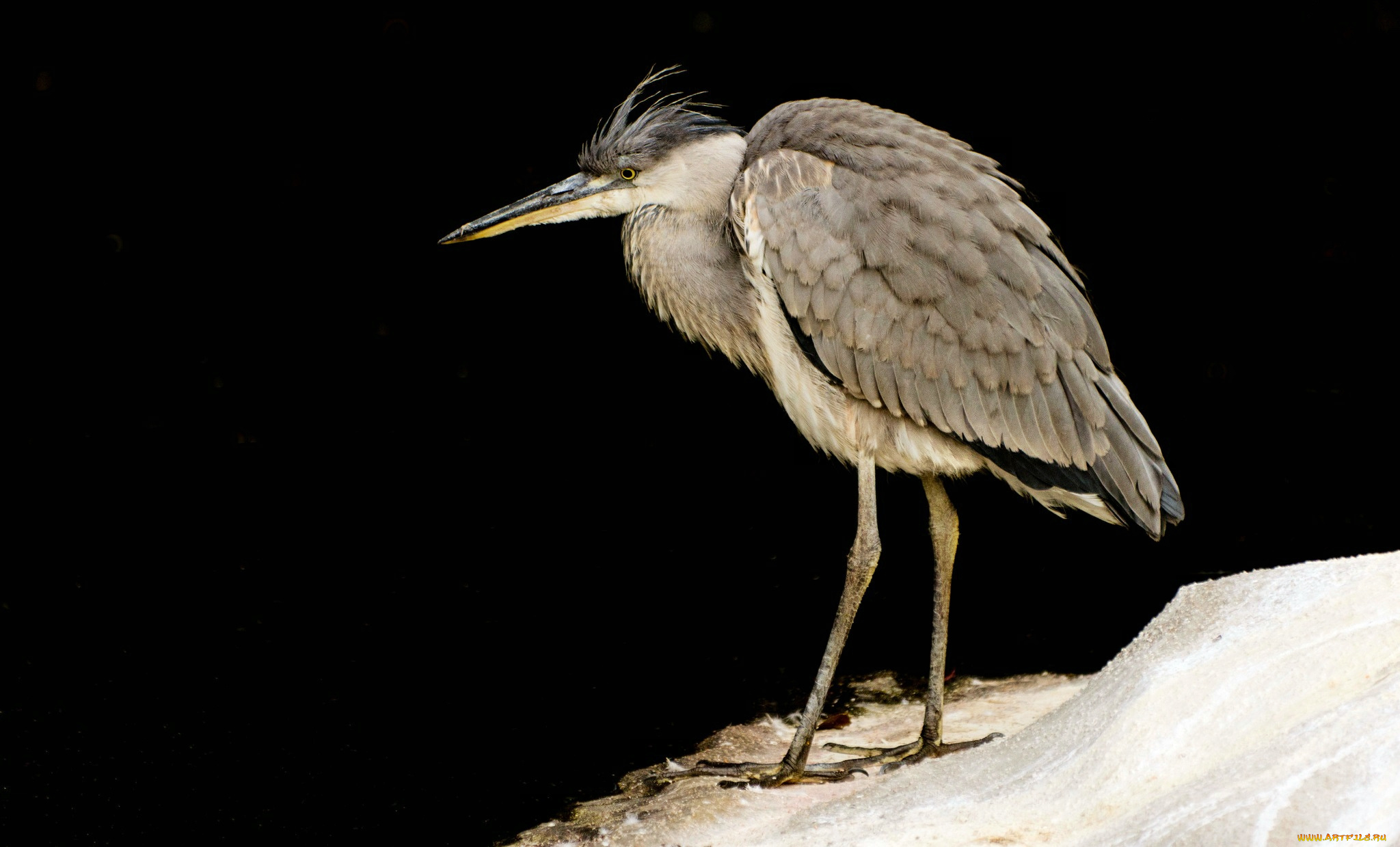 животные, цапли, цапля, оперение, клюв