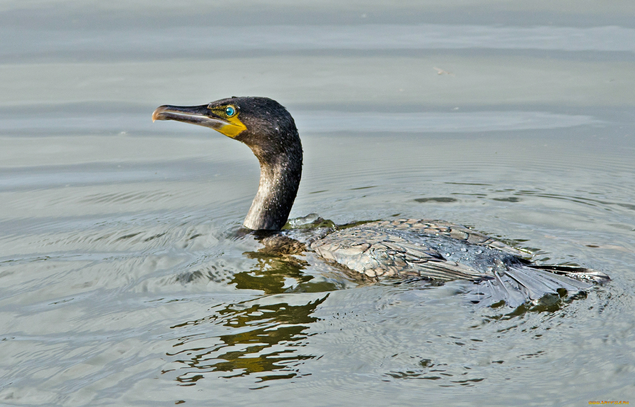 животные, Чайки, бакланы, крачки, баклан, водоем