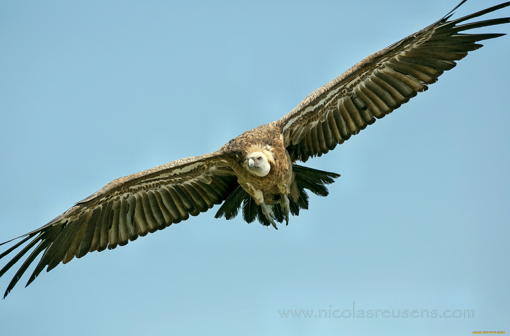 животные, птицы, хищники, крылья, парение, гриф, размах