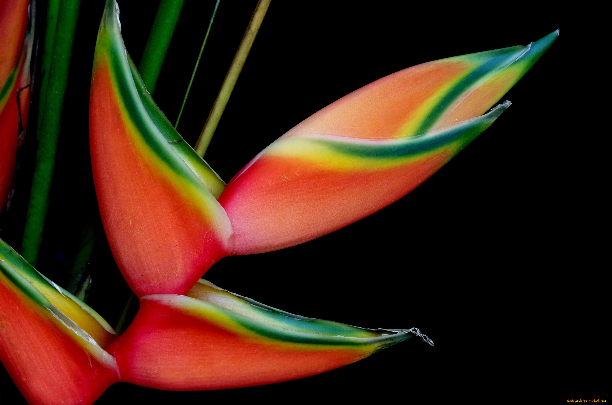 цветы, стрелиция, райская, птица, тропики