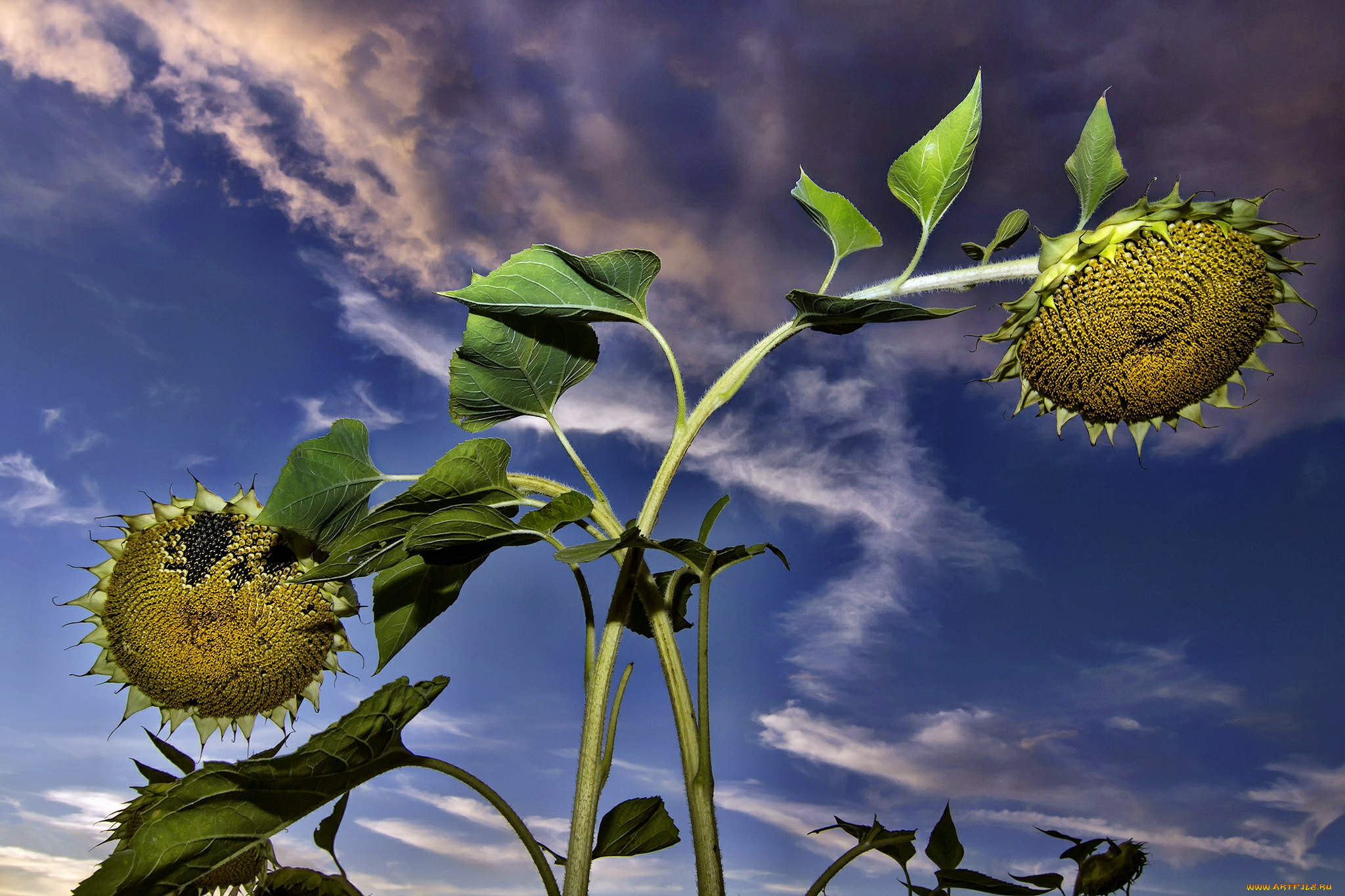 цветы, подсолнухи, стебли, тучи, корзинки
