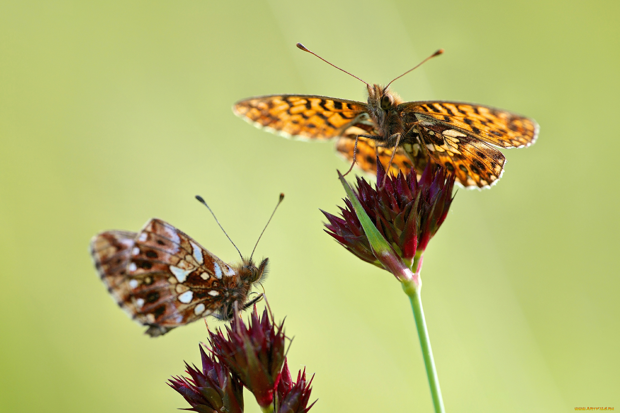 животные, бабочки, цветы