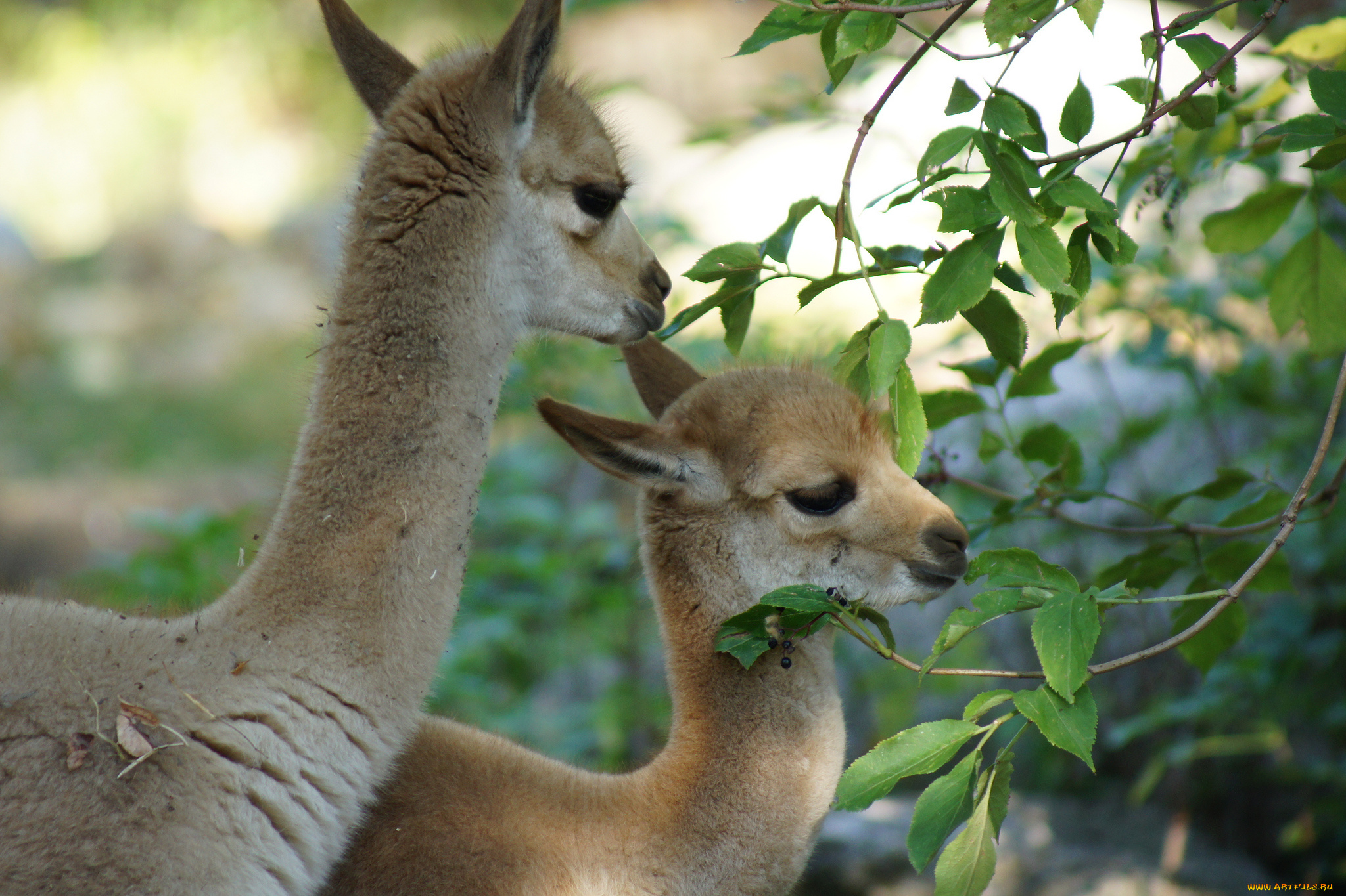 животные, ламы, куст, листья
