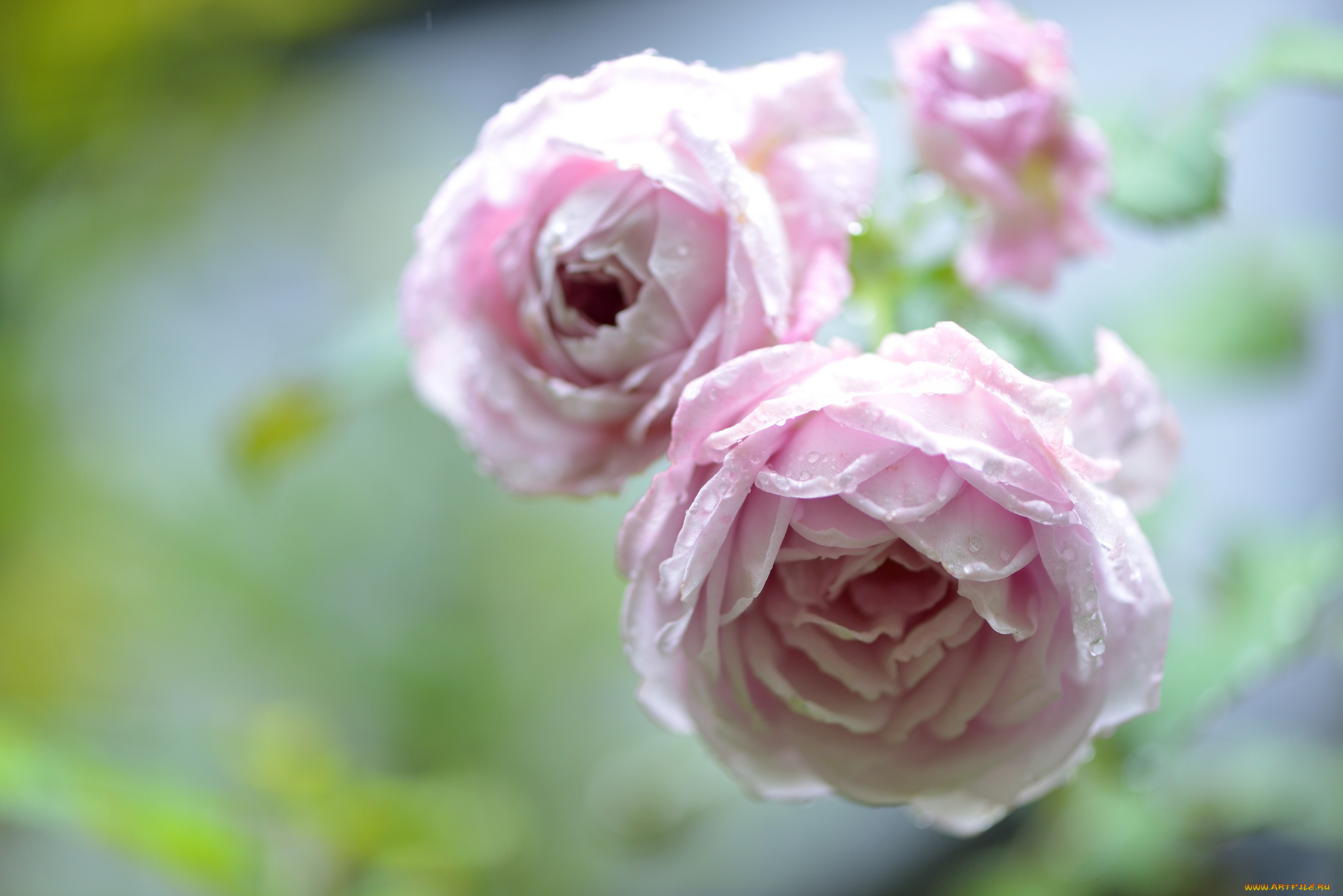 цветы, розы, боке, капли, бутоны