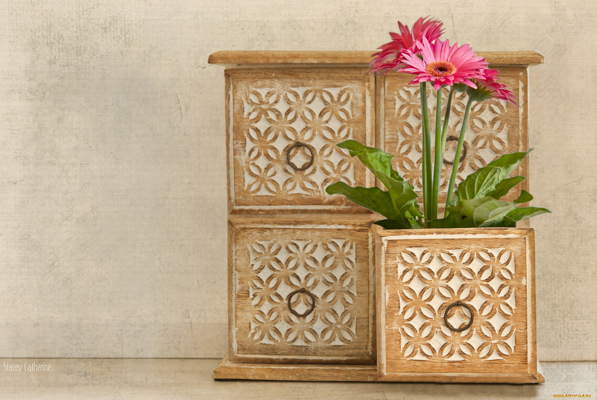 цветы, герберы, ящик