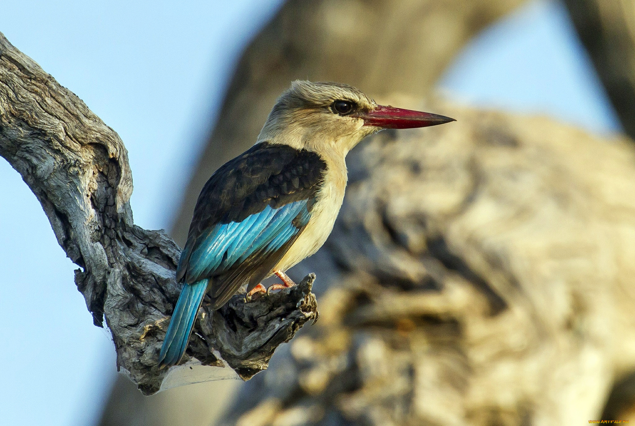 животные, зимородки, ветка, дерево, зимородок