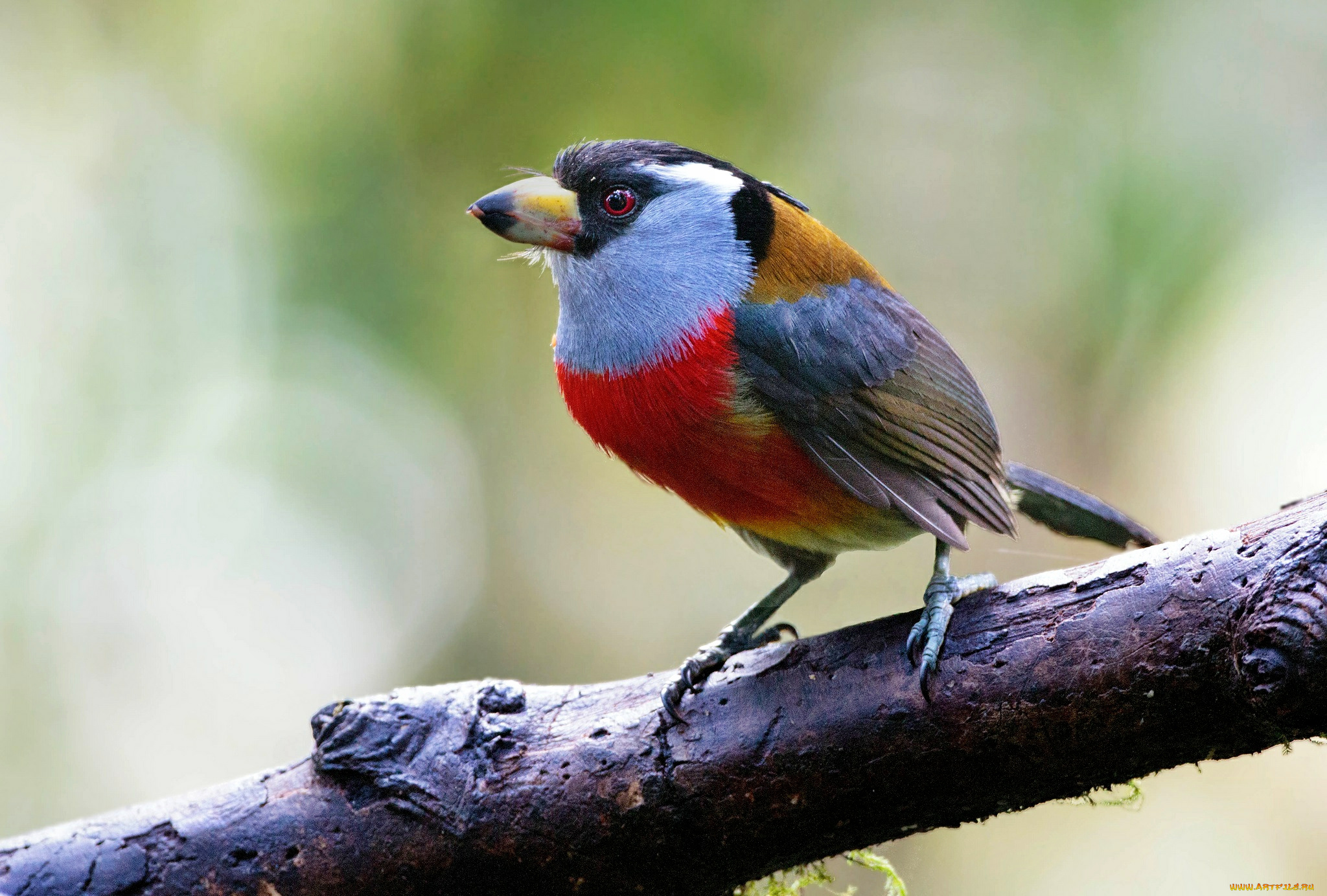 животные, птицы, клюв, птица, ветка