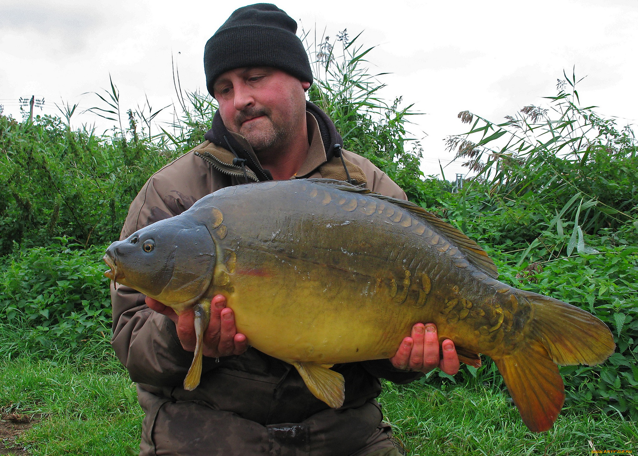 на, малька, не, похожа, животные, рыбы, карп, рыба, улов