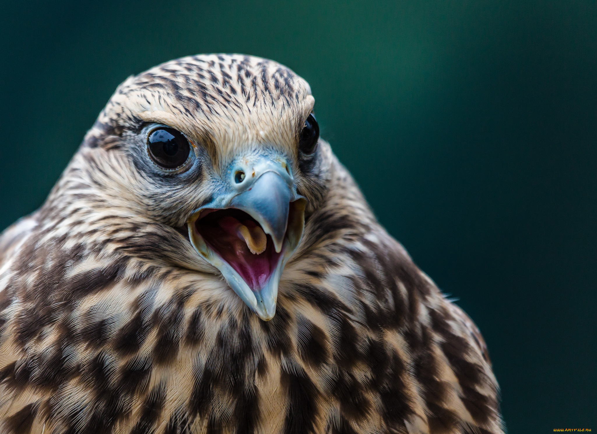 животные, птицы, хищники, клюв, хищная, птица