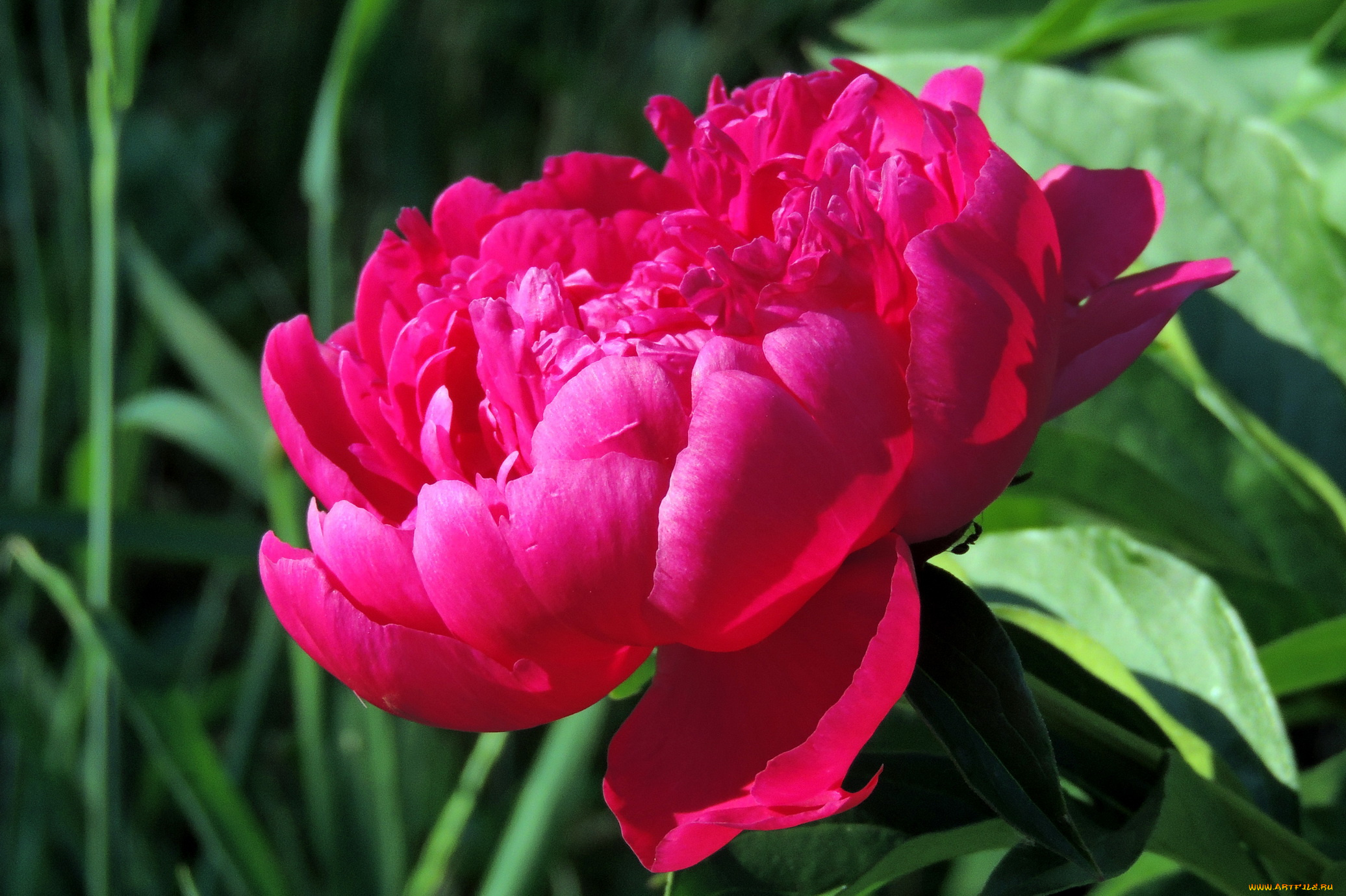 цветы, пионы, красный