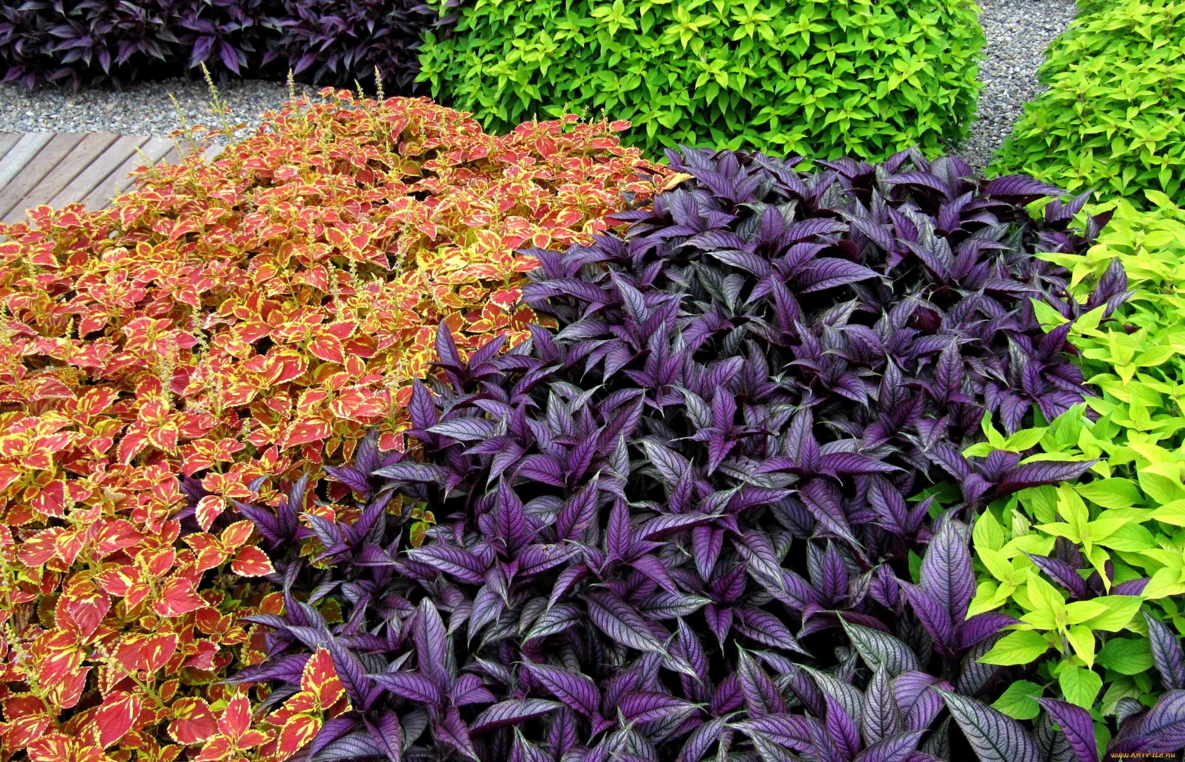 цветы, колеусы, каладиумы, листья, разноцветье