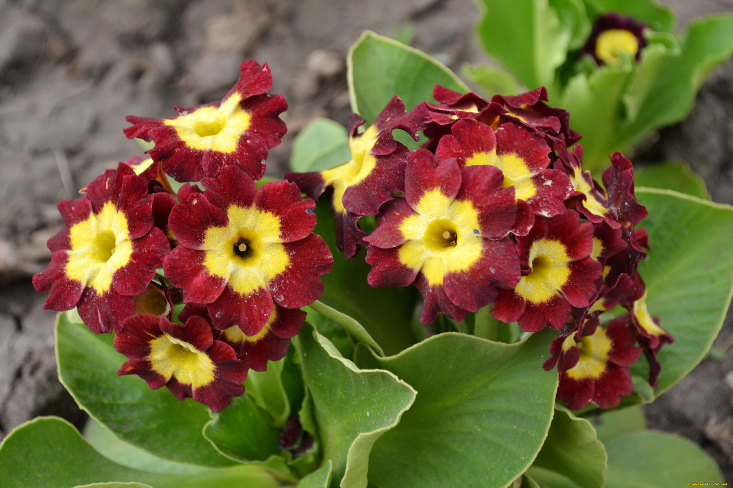 цветы, примулы, примула