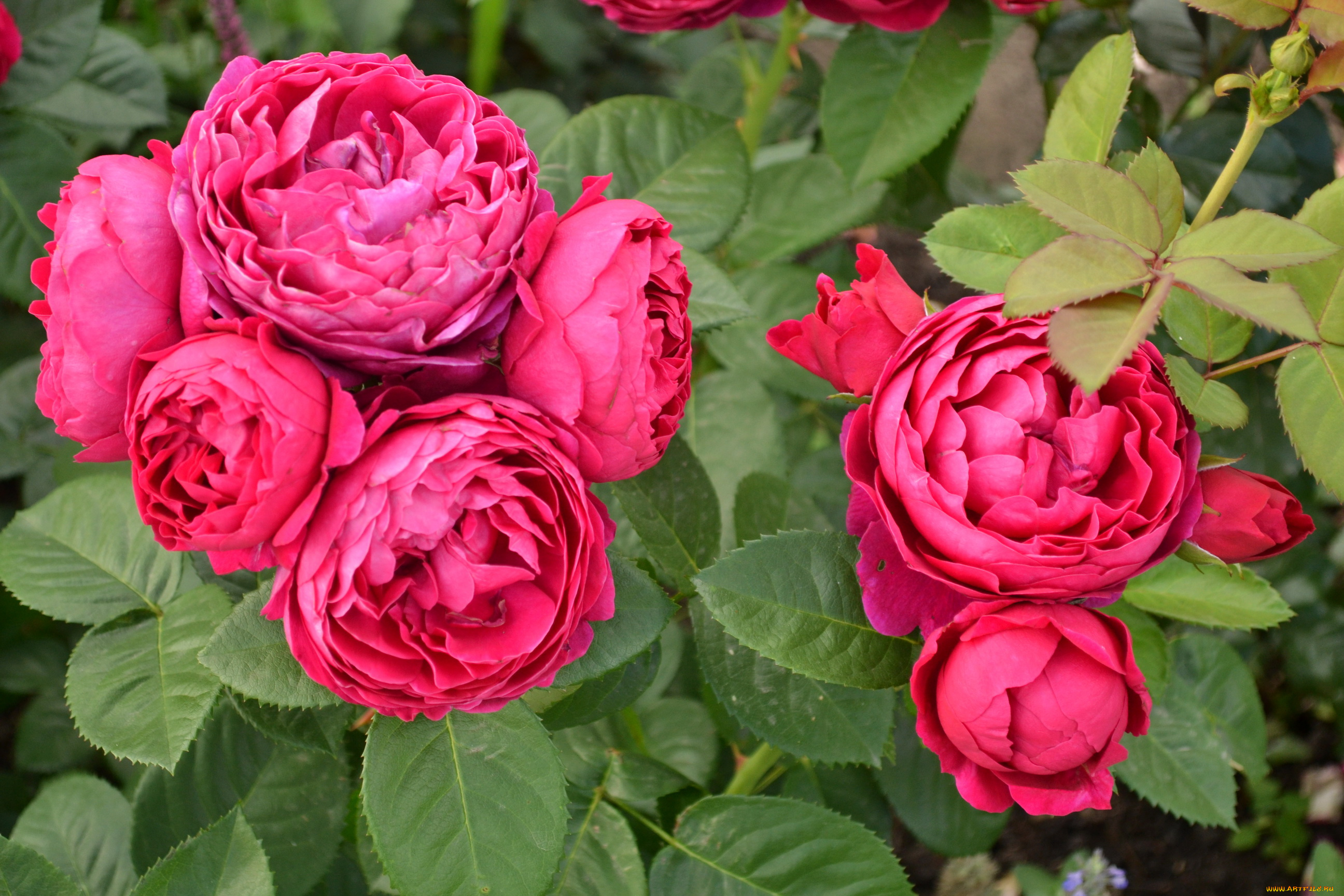 цветы, розы, куст