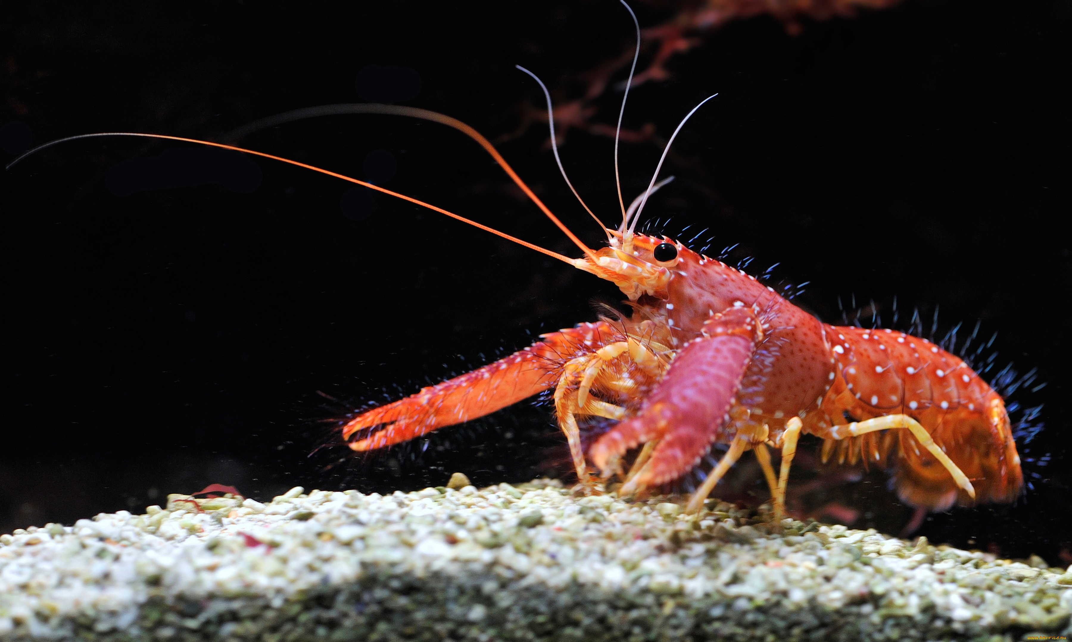 животные, крабы, раки, омар