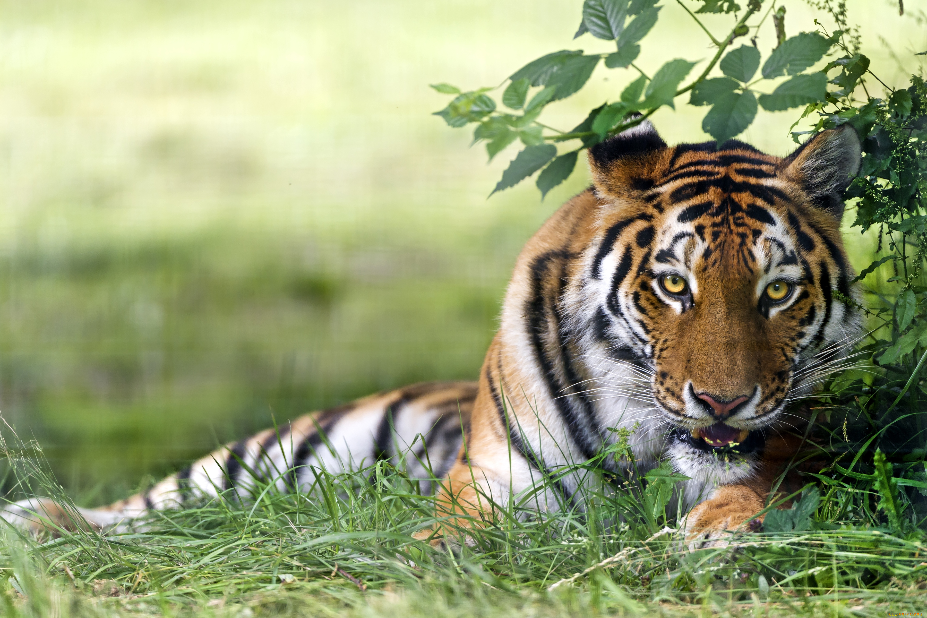 животные, тигры, хищник